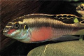   (Pelvicachromis pulcher)