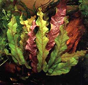   (Barclaya longifolia)