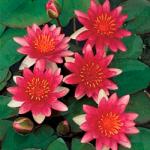    (Nymphaea Attraction red), M 